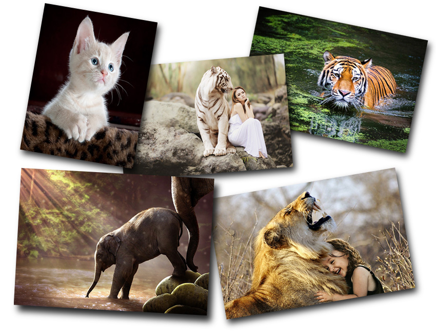 Animals - Stock Photo Library