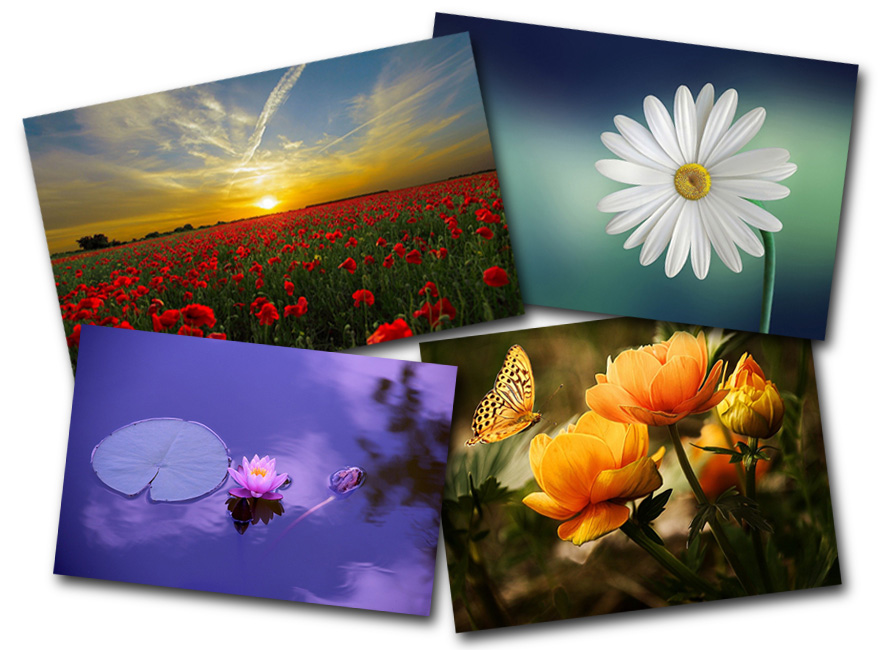 Flowers - Stock Photo Library